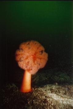 PLUMOSE ANEMONE