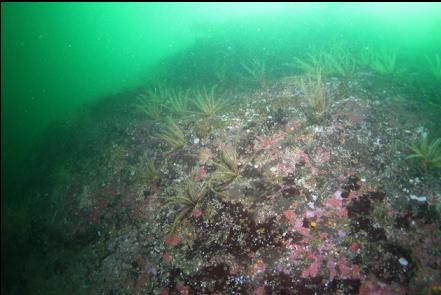 looking up the wall at feather stars