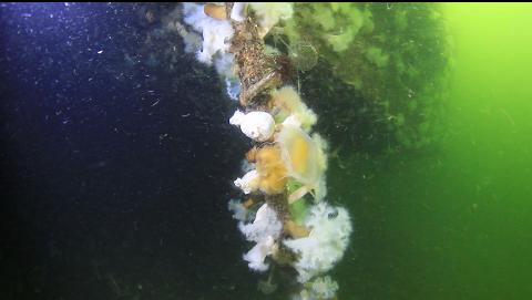 anemones on a rope on the drydock