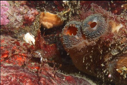 shrimp and tunicate