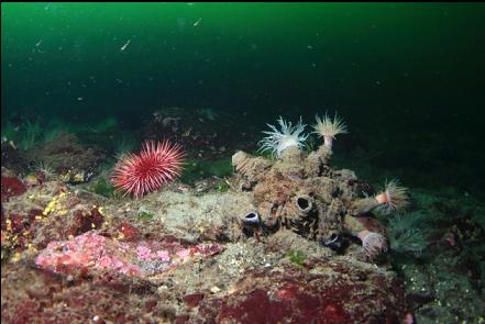 tube-dwelling anemones and an Irish lord