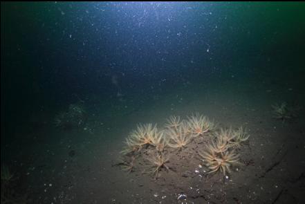 feather stars on silty reef