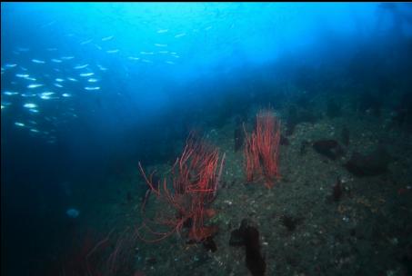 gorgonian corals on the deck