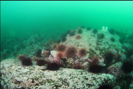 urchins on the sloping bottom