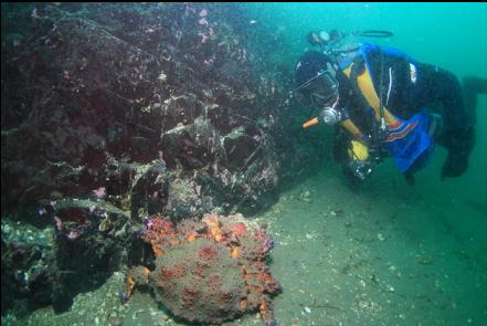 Puget Sound king crabs