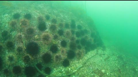 urchins on the reef