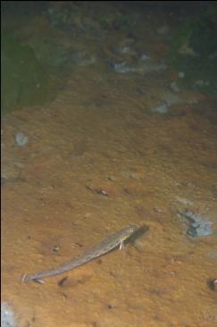 SNAKE PRICKLEBACK