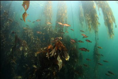 yellowtail rockfish