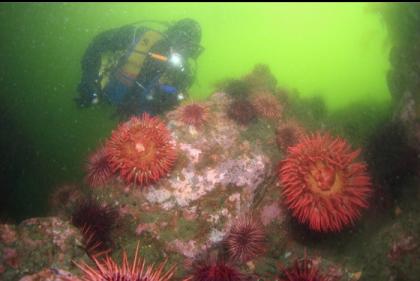 fish-eating anemones