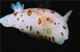 NUDIBRANCH