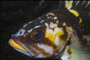 COPPER ROCKFISH