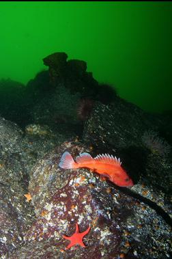 YELLOWEYE ROCKFISH