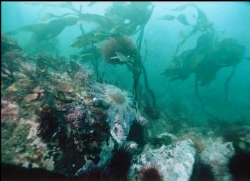 SEA STAR ON REEF