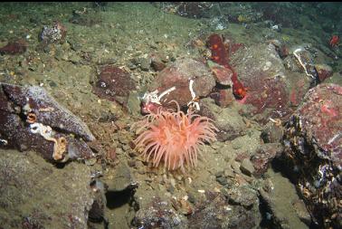 crimson anemone