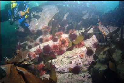 urchins