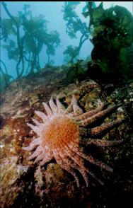 SUNFLOWER STAR