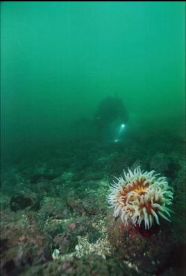 FISH-EATING ANEMONE AT BASE OF WALL