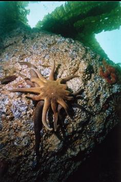 SUN STAR EATING OTHER SEA STAR