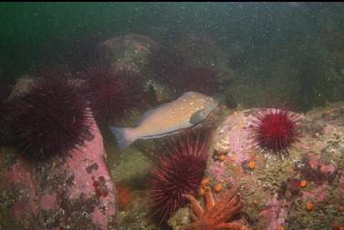 kelp greenling