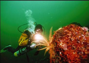 FEATHER STAR