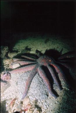 SUNFLOWER STAR ON SAND