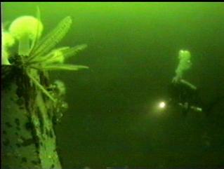 FEATHER STAR AND PLUMOSE ANEMONES