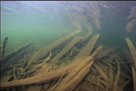 wood near shore