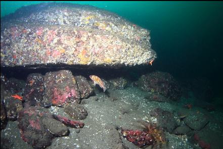 copper rockfish under a boulder