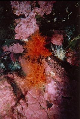 BURROWING SEA CUCUMBERS