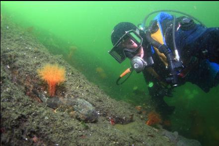 buffalo sculpin