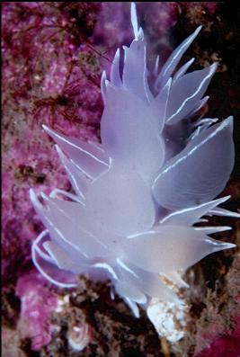 NUDIBRANCH