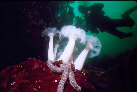 SEASTAR AND PLUMOSE ANEMONES