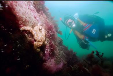 SEASTAR ON REEF