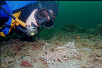 ANOTHER GIANT NUDIBRANCH