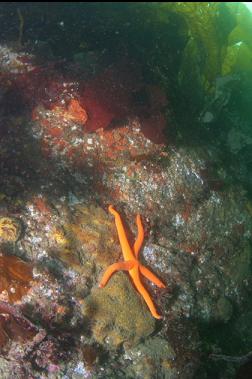 BLOOD STAR AND YELLOW SPONGE