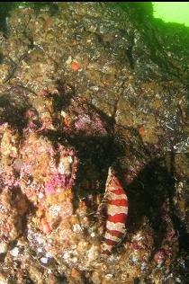 ANOTHER PAINTED GREENLING