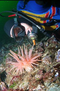 CRIMSON ANEMONE