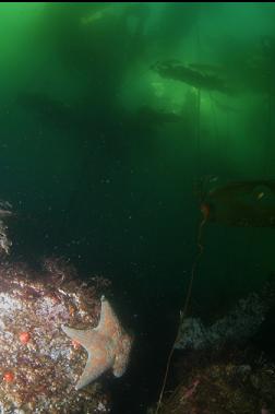 LEATHER STAR UNDER KELP