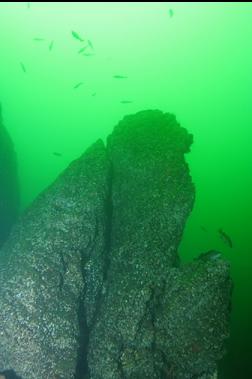 ROCKFISH AROUND TIP OF PYRAMID