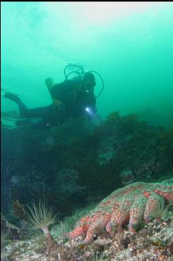 SUNFLOWER STAR AND TUBE-DWELLING ANEMONE AT BASE OF REEF