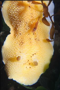 SHRIMP ON NUDIBRANCH