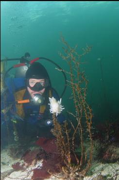 NUDIBRANCH IN SHALLOWS