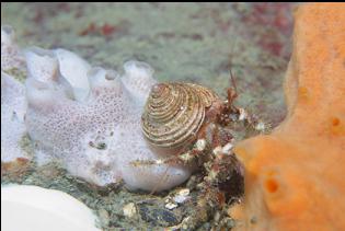 HERMIT CRAB AND SPONGE