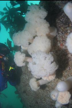 plumose anemones