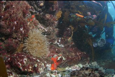 anemone in shallows