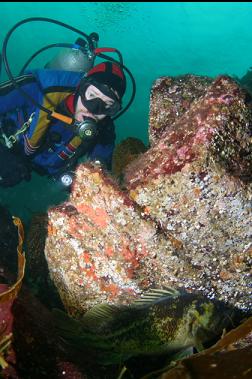 copper rockfish