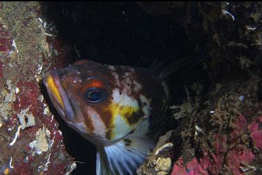 copper rockfish