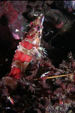 painted greenling