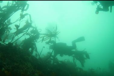 divers at top of wall