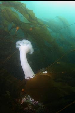 plumose anemone
